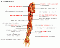/album/sistema-muscular/musbrazob2-gif1/