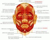 /album/sistema-muscular/muscabeza2-gif1/