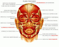 /album/sistema-muscular/muscabezb2-gif1/