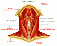 /album/sistema-muscular/muscuea2-gif1/