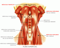 /album/sistema-muscular/muscuec2-gif1/