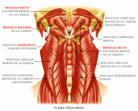 /album/sistema-muscular/muscued2-gif1/