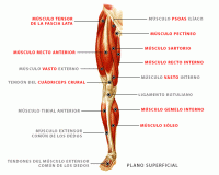 /album/sistema-muscular/muspiernaa2-gif1/