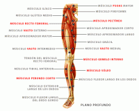 /album/sistema-muscular/muspiernab2-gif1/
