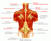 /album/sistema-muscular/mustroncoa2-gif1/